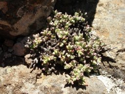 Ruschia putterillii
